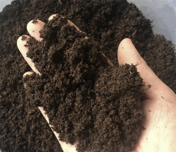 蚯蚓粪养花测试 蚯蚓粪养花测试