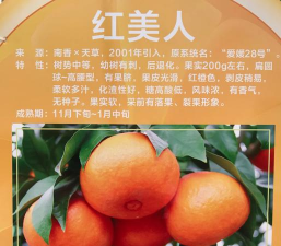 红美人柑橘品种介绍及市场前景分析 红美人柑橘品种介绍及市场前景分析