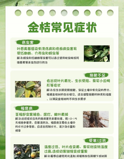 黄金柑生态种植解决方案 黄金柑生态种植解决方案