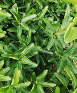 金葵砂糖橘种苗多少钱 金葵砂糖橘种苗多少钱