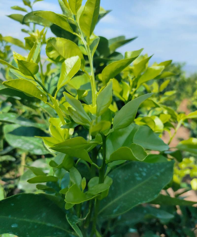 金秋沙糖桔种植技术 金秋沙糖桔种植技术