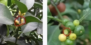 柑橘第一次生理落果 柑橘第一次生理落果