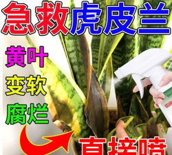 虎皮兰叶子黄了怎么办 虎皮兰叶子黄了怎么办