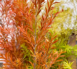 云养花项目用户 云养花项目用户