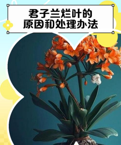 君子兰烂叶子尖什么原因 君子兰烂叶子尖什么原因