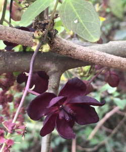 8月瓜的花长什么样子 8月瓜的花长什么样子