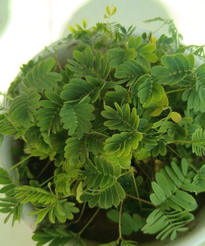 含羞草的花为什么变白了 含羞草的花为什么变白了