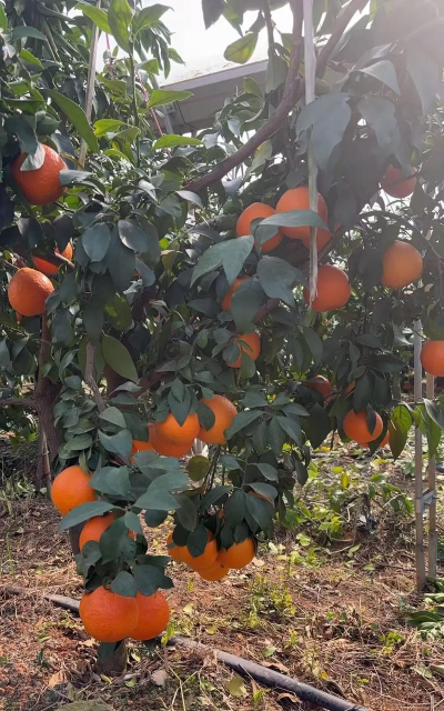 红美人杂柑品种介绍和种植栽培技术 红美人杂柑品种介绍和种植栽培技术