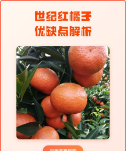 世纪红柑橘如何种植世纪红柑橘种植技术 世纪红柑橘如何种植世纪红柑橘种植技术