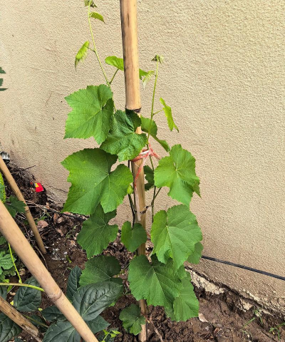 葡萄苗夏秋管理不放松 葡萄苗夏秋管理不放松