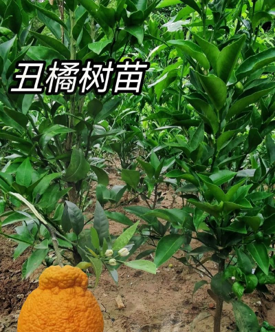 不知火是橘子还是橙子附种植和管理技术要点 不知火是橘子还是橙子附种植和管理技术要点
