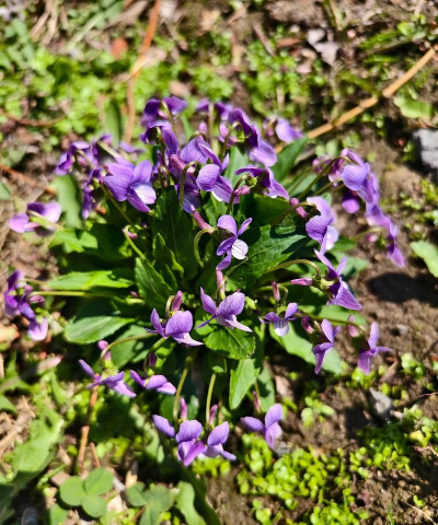 开紫花的地丁有哪些 开紫花的地丁有哪些