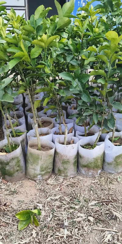 种植金秋砂糖橘怎么样种植技术有哪些 种植金秋砂糖橘怎么样种植技术有哪些