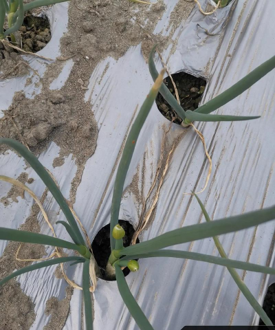 小葱的病虫害有哪些 小葱的病虫害有哪些