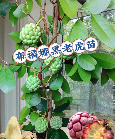 斯泰集团黑老虎布福娜 斯泰集团黑老虎布福娜