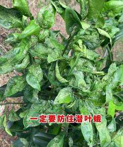 柑橘秋梢卷叶是什么原因建议做好这几方面的工作 柑橘秋梢卷叶是什么原因建议做好这几方面的工作