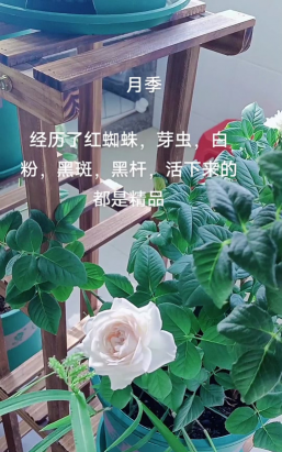 爱养花的花痴 爱养花的花痴