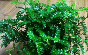 驱蚊草怎么样修剪 驱蚊草怎么样修剪