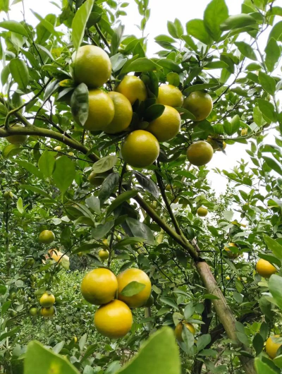 哪里来的皇帝柑! 哪里来的皇帝柑!