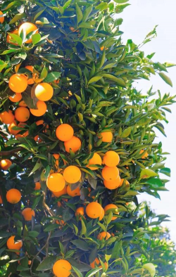 为什么秭归脐橙这么的特殊 为什么秭归脐橙这么的特殊