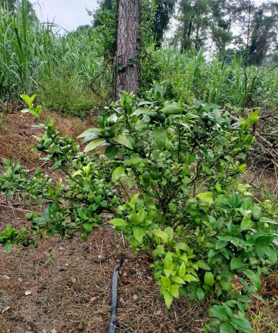 如何防止黄龙病树越砍越多 如何防止黄龙病树越砍越多