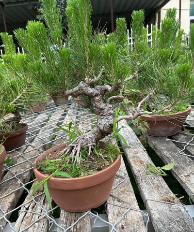 怎么挽救黑松盆景 怎么挽救黑松盆景