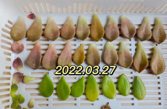 多肉叶子移植多久 多肉叶子移植多久