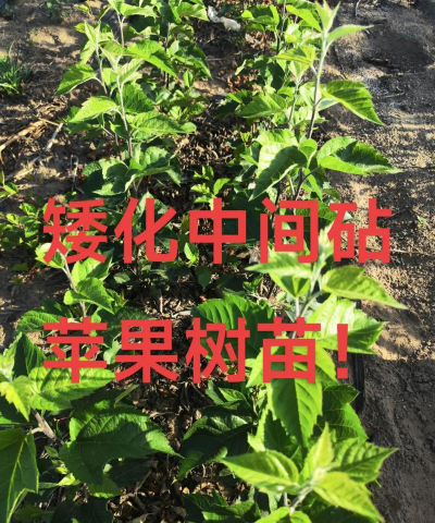 矮化中间砧苗的培育要点 矮化中间砧苗的培育要点