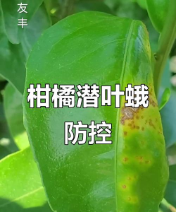 柑橘受潜叶蛾危害有哪些症状如何护秋梢 柑橘受潜叶蛾危害有哪些症状如何护秋梢
