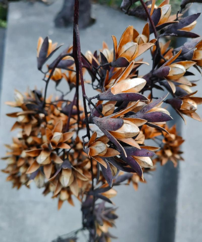 臭椿花代表什么 臭椿花代表什么