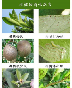 柑橘浮皮原因分析 柑橘浮皮原因分析
