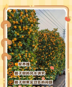 金桔树不结果怎么办金桔树不结果的原因及解决办法 金桔树不结果怎么办金桔树不结果的原因及解决办法