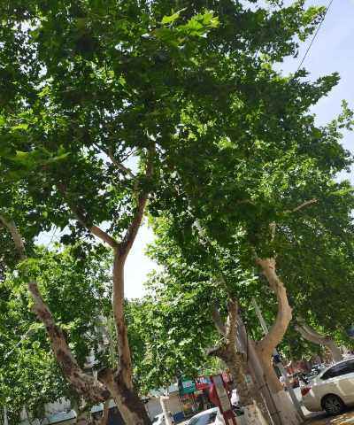 10公分法桐3月份栽植方法 10公分法桐3月份栽植方法