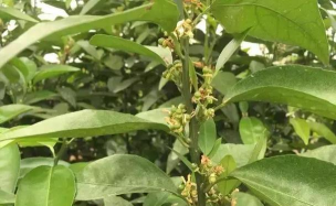 柑橘采收期突遇气温急降,落果开始有点多,要注意做好这4点 柑橘采收期突遇气温急降,落果开始有点多,要注意做好这4点