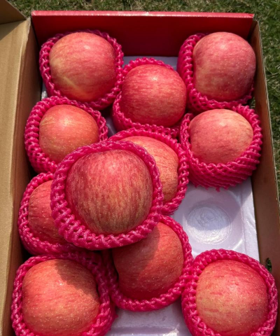 红富士苹果低产园综合改造技术总结 红富士苹果低产园综合改造技术总结