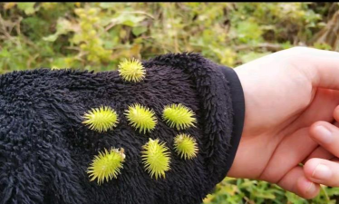 苍耳是怎么繁殖的 苍耳是怎么繁殖的