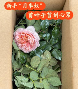 苦与乐养花 苦与乐养花