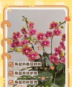 兰花换后怎么养护 兰花换后怎么养护