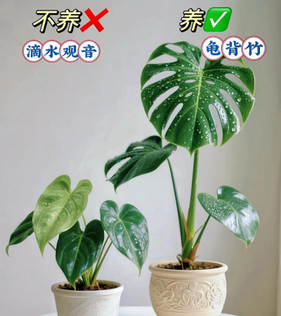 夏季养花好养活 夏季养花好养活