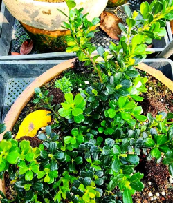 珍珠黄杨如何才能做到快速繁育 珍珠黄杨如何才能做到快速繁育