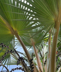 棕榈植物风采常见的设计 棕榈植物风采常见的设计