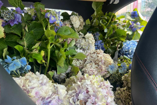 养花就是这么疯狂 养花就是这么疯狂