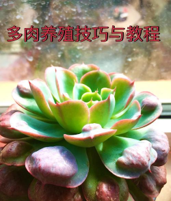 大卫多肉怎么养殖 大卫多肉怎么养殖