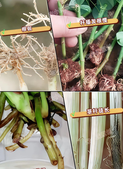 养花增根剂 养花增根剂