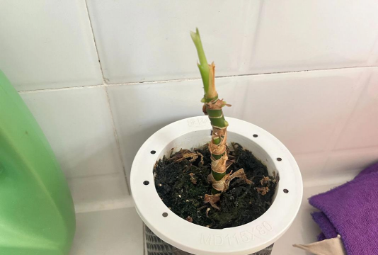 养花人的等待 养花人的等待