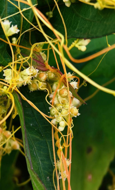 菟丝子及人工栽培技术 菟丝子及人工栽培技术