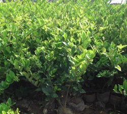 容器苗在北方该如何安全越冬 容器苗在北方该如何安全越冬