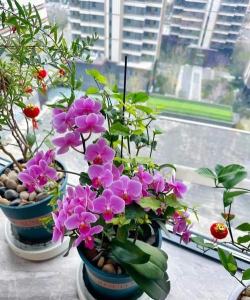 春夏季节养花 春夏季节养花