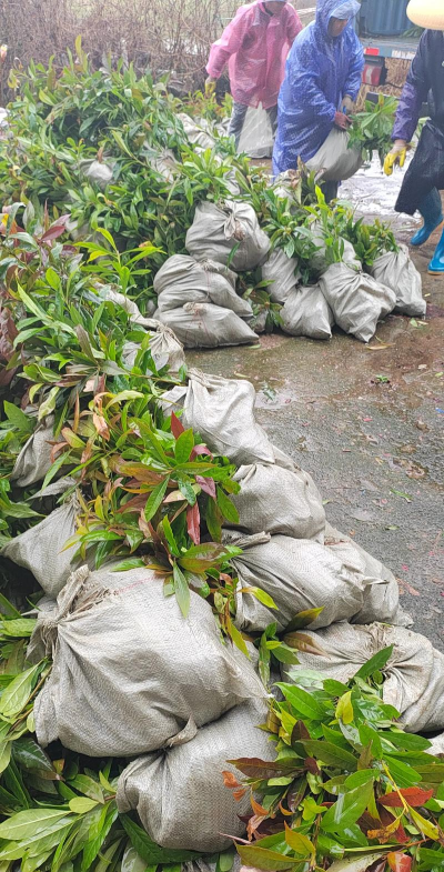 超实用的苗木包装和装车知识 超实用的苗木包装和装车知识