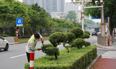 科学修剪,城市行道树更健壮更美观 科学修剪,城市行道树更健壮更美观